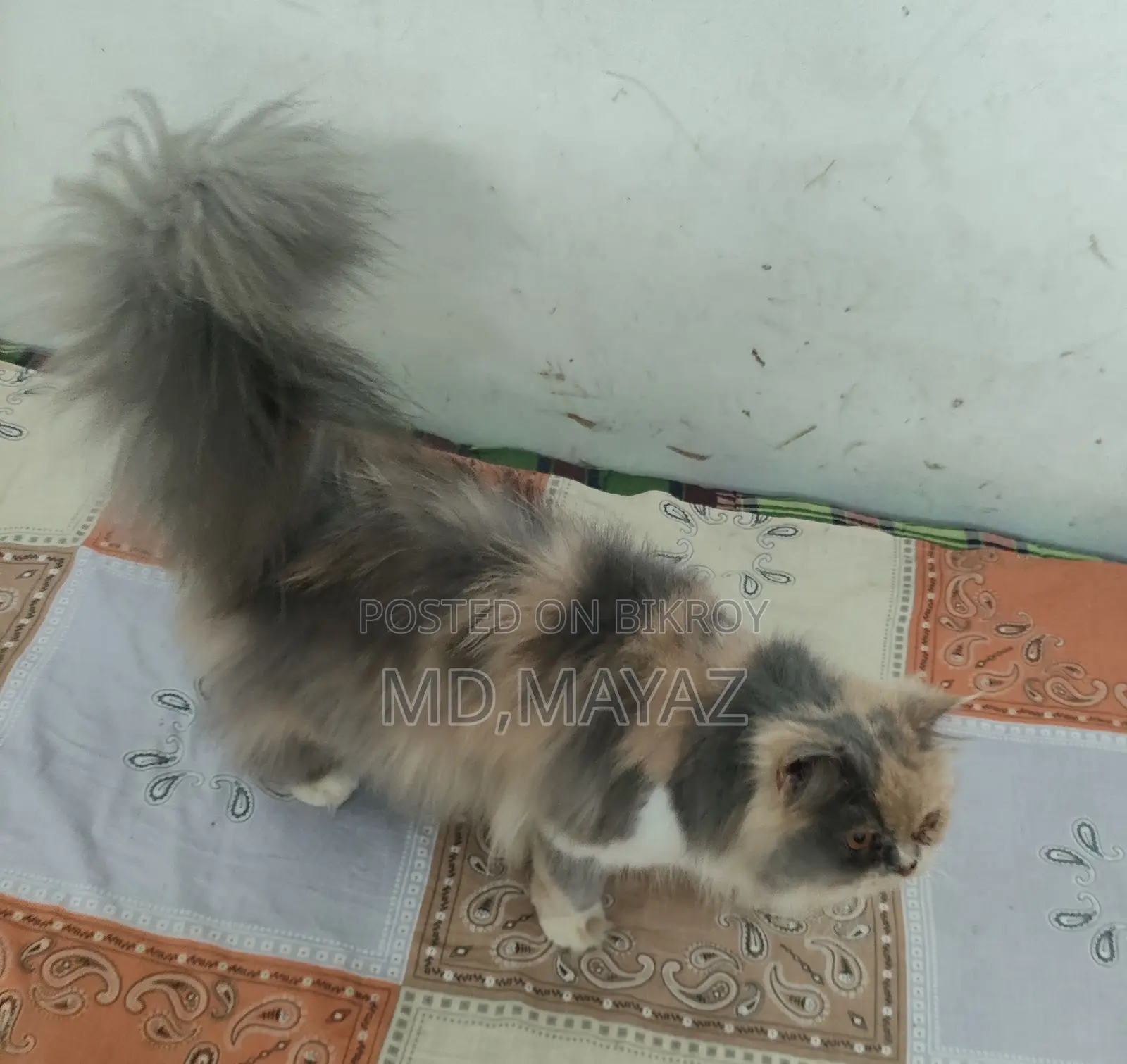 Calico Persian Female