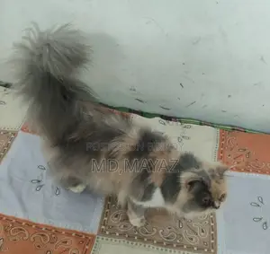 Calico Persian Female