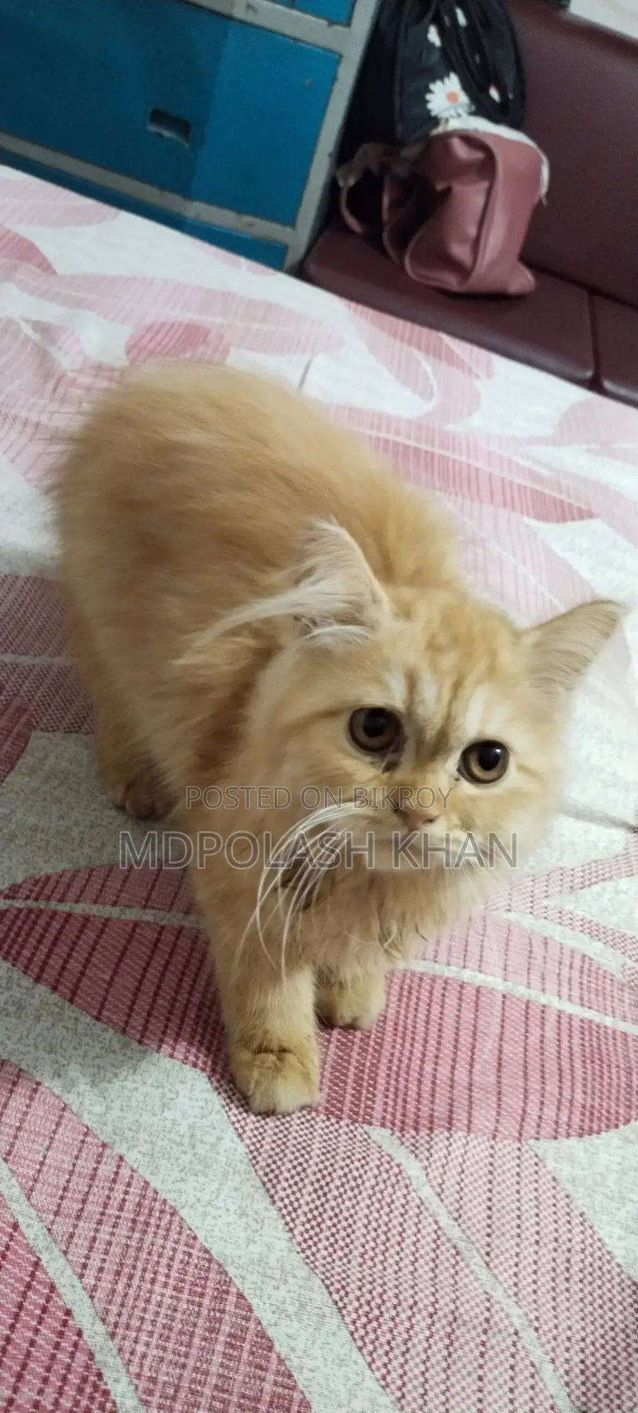 Persian Cat Female