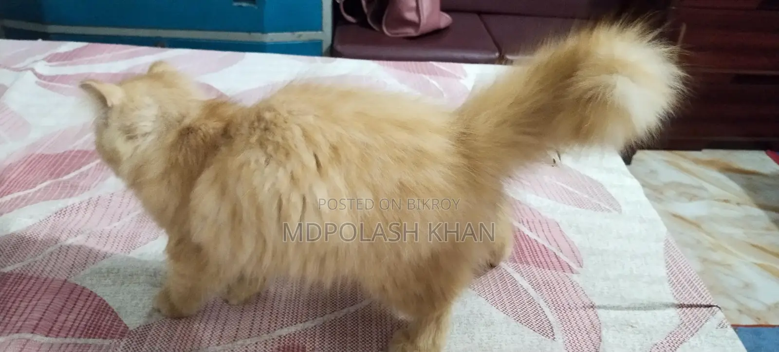 Persian Cat Female