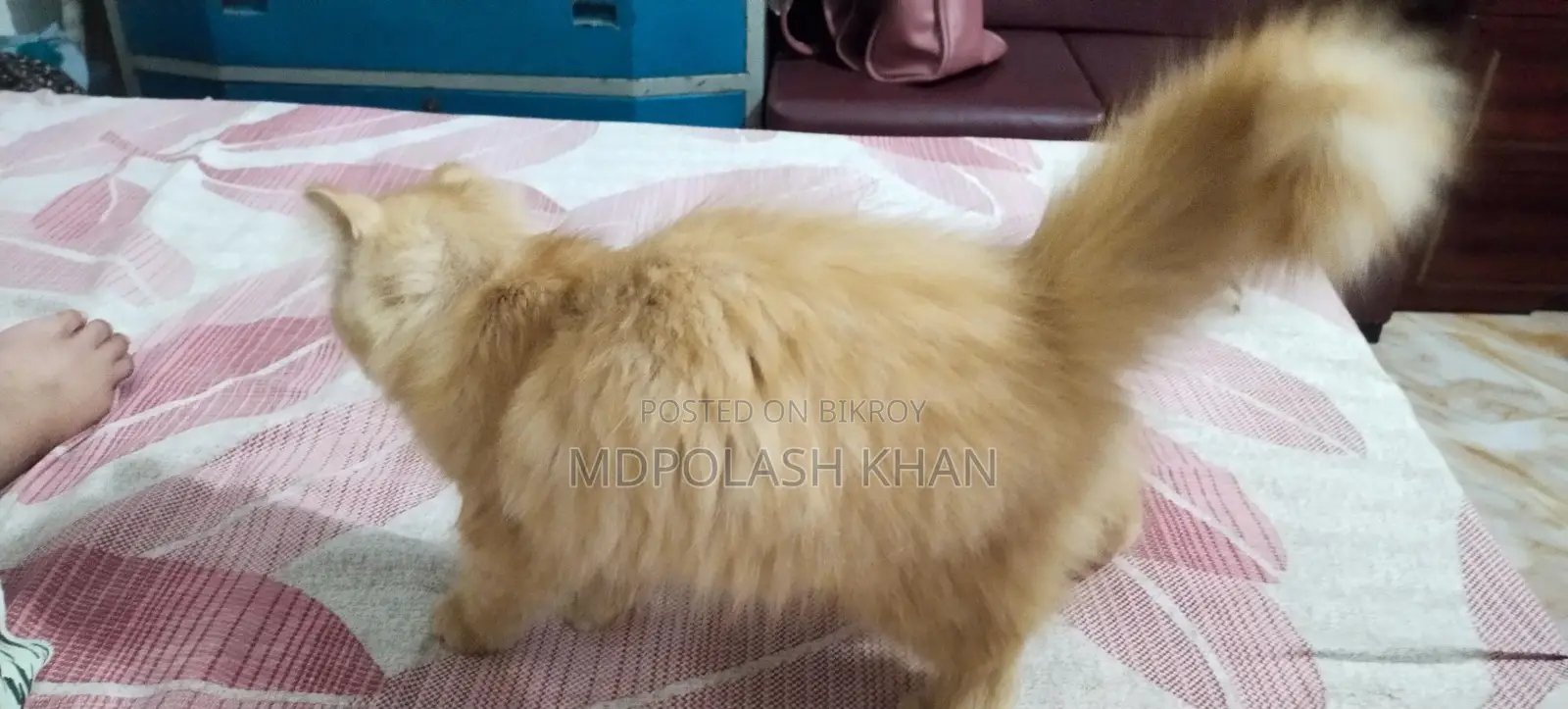 Persian Cat Female