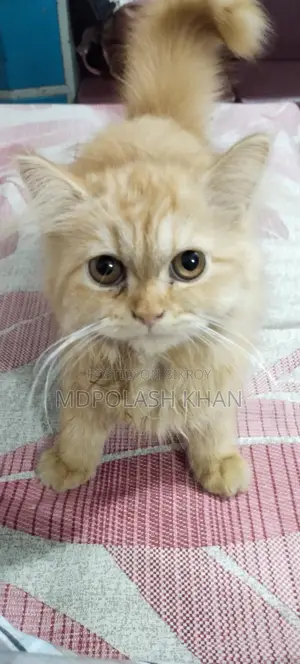 Persian Cat Female