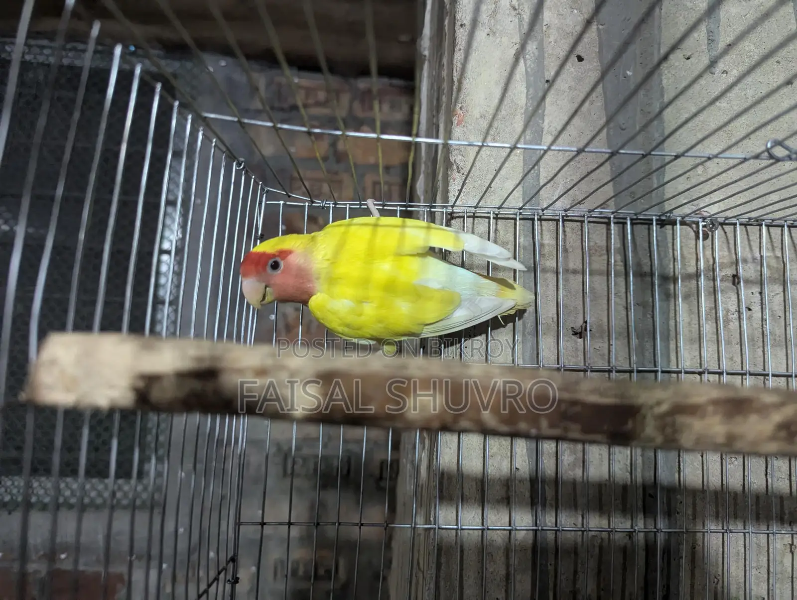 Lutino Running Love Bird Female for Sale