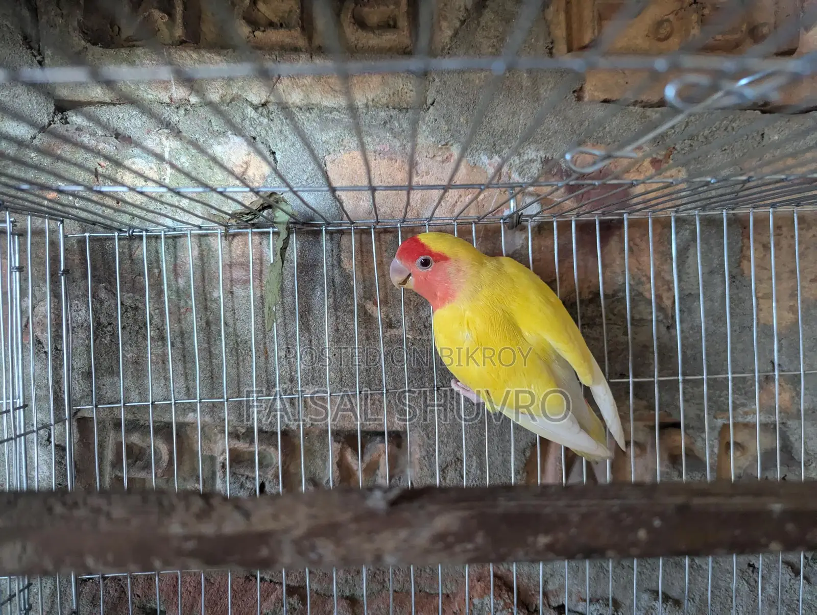Lutino Running Love Bird Female for Sale