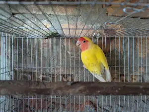 Lutino Running Love Bird Female for Sale