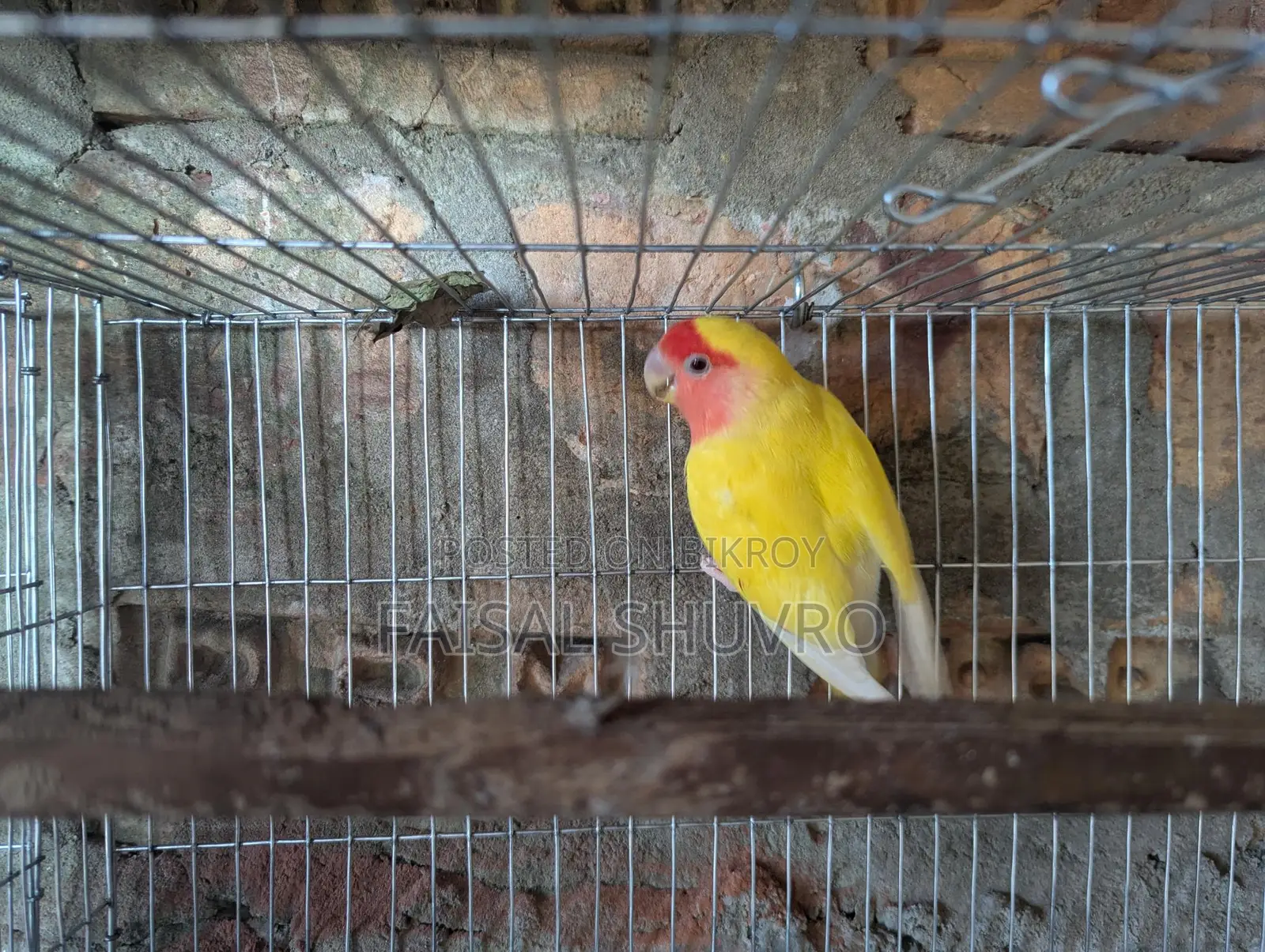 Lutino Running Love Bird Female for Sale
