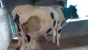 ১১০২ নং গাভী বিক্রয় ভালো জাতের।