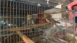 Birds for sale with cage