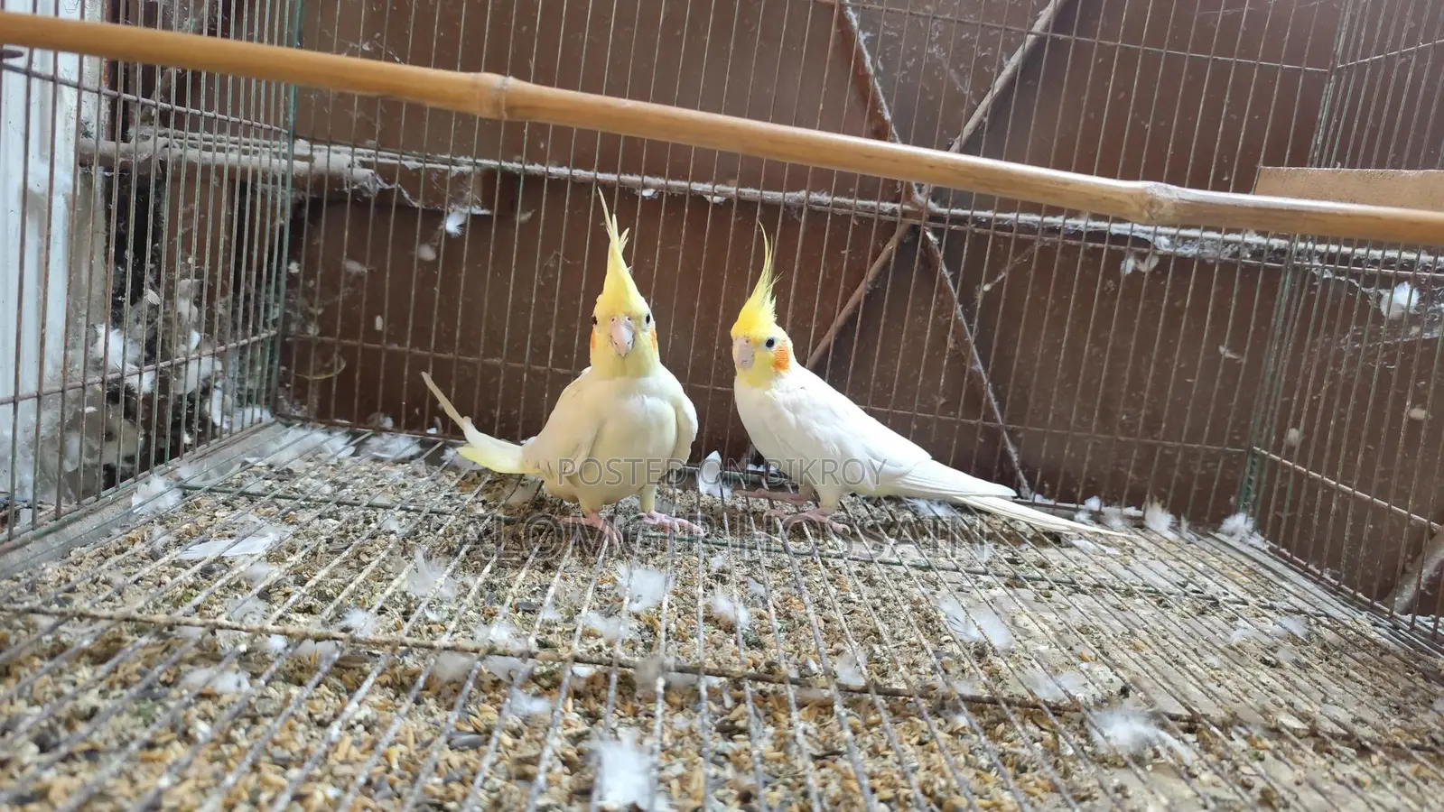 Birds for sale with cage