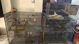 Birds for sale with cage