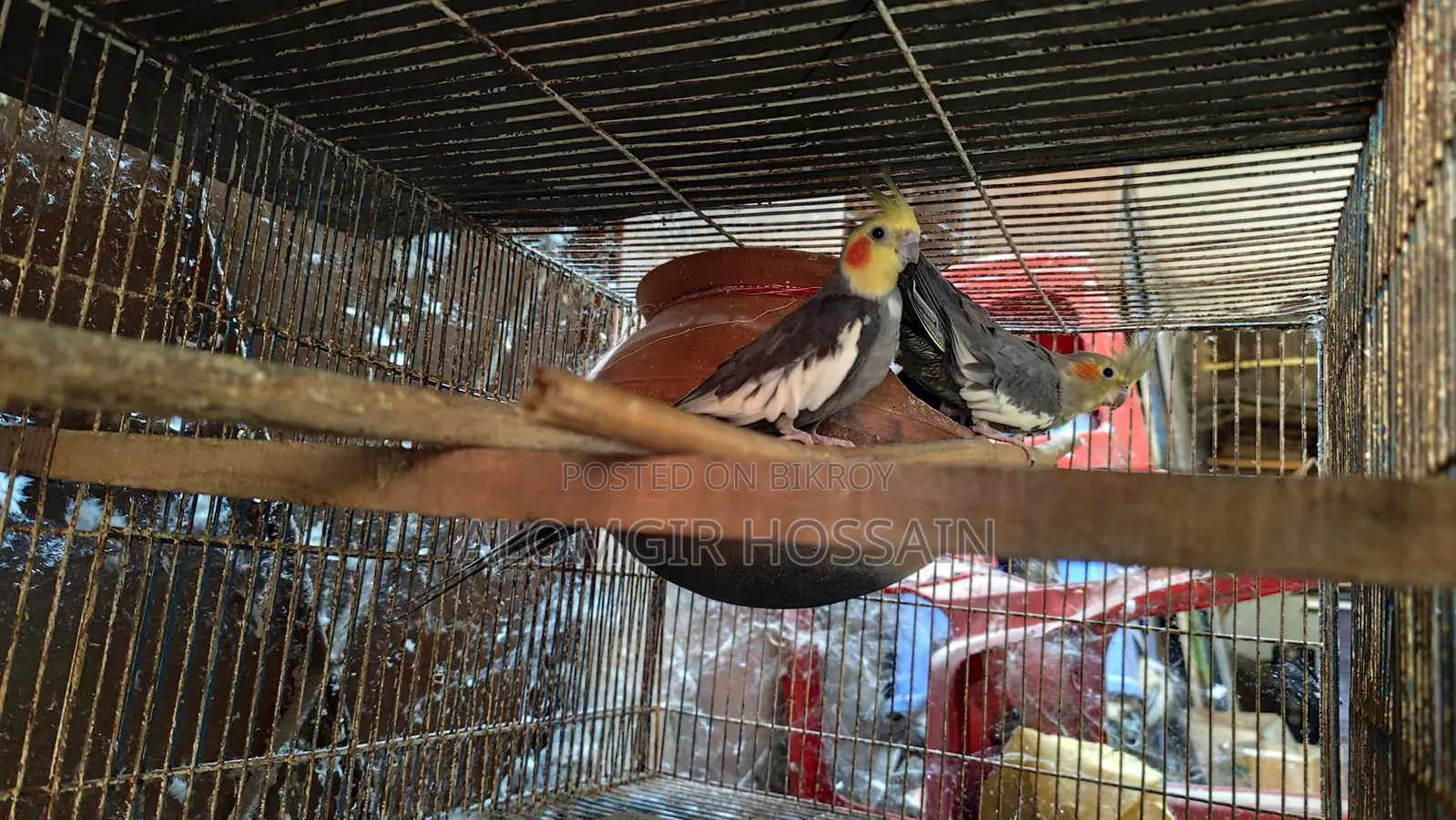 Birds for sale with cage
