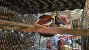 Birds for sale with cage