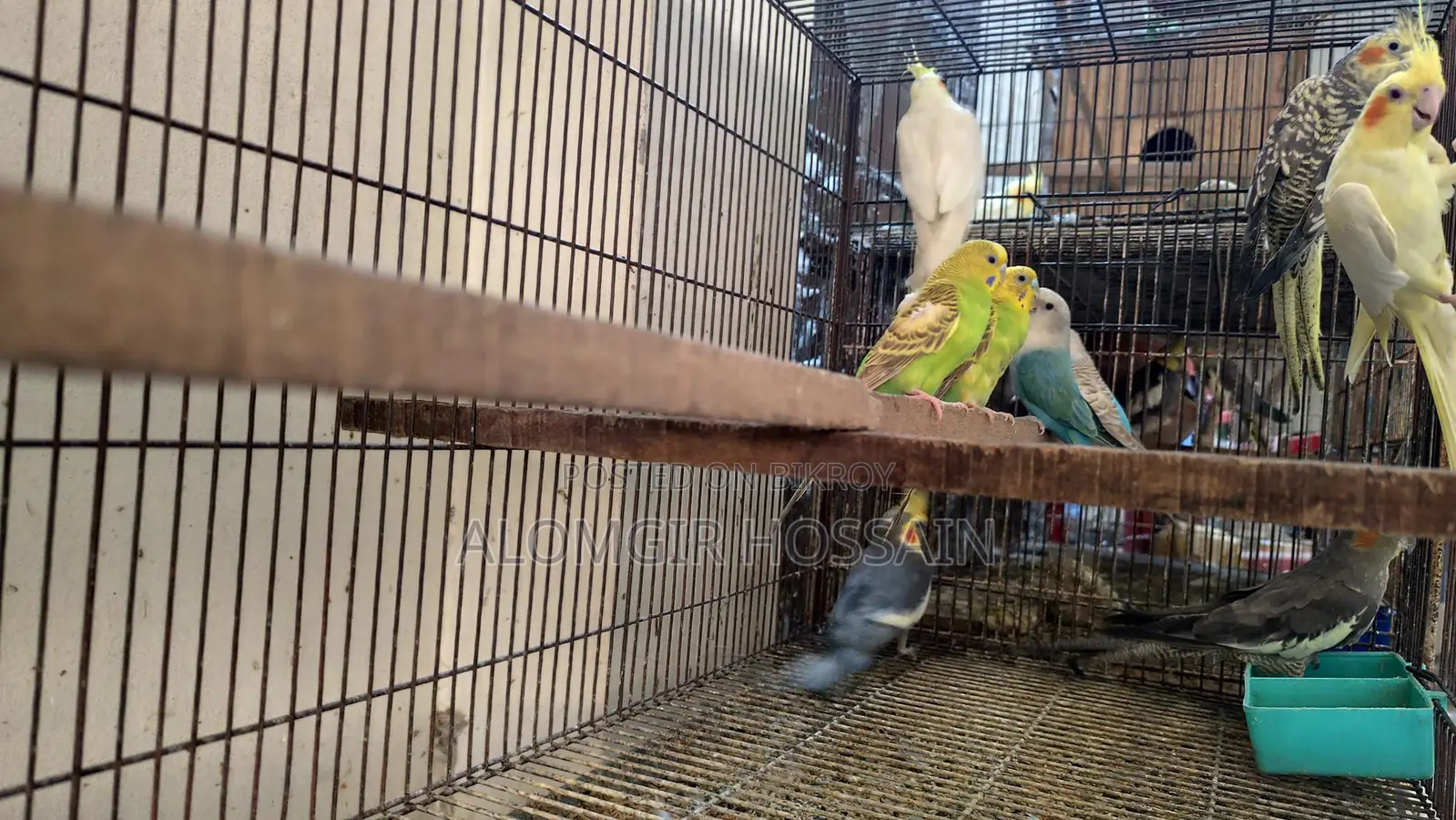 Birds for sale with cage