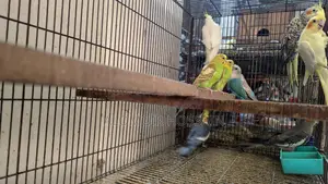 Birds for sale with cage