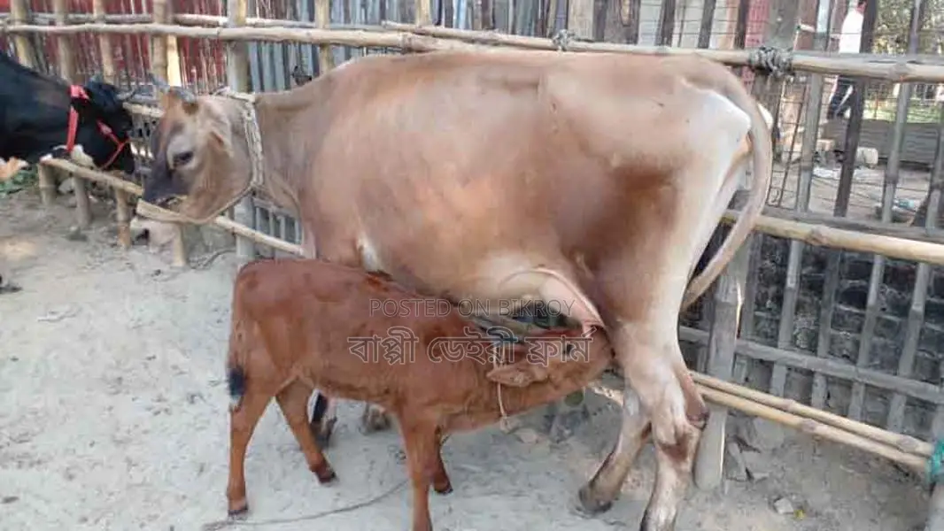 Cow No. 1088 - Buy Jersey Breed