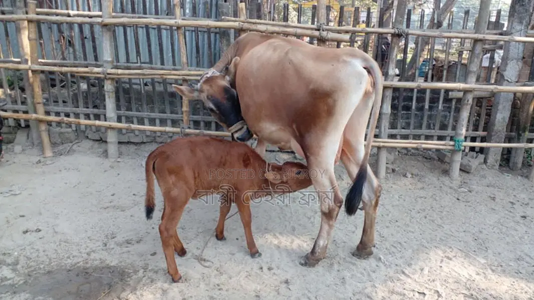 Cow No. 1088 - Buy Jersey Breed