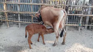 Cow No. 1088 - Buy Jersey Breed