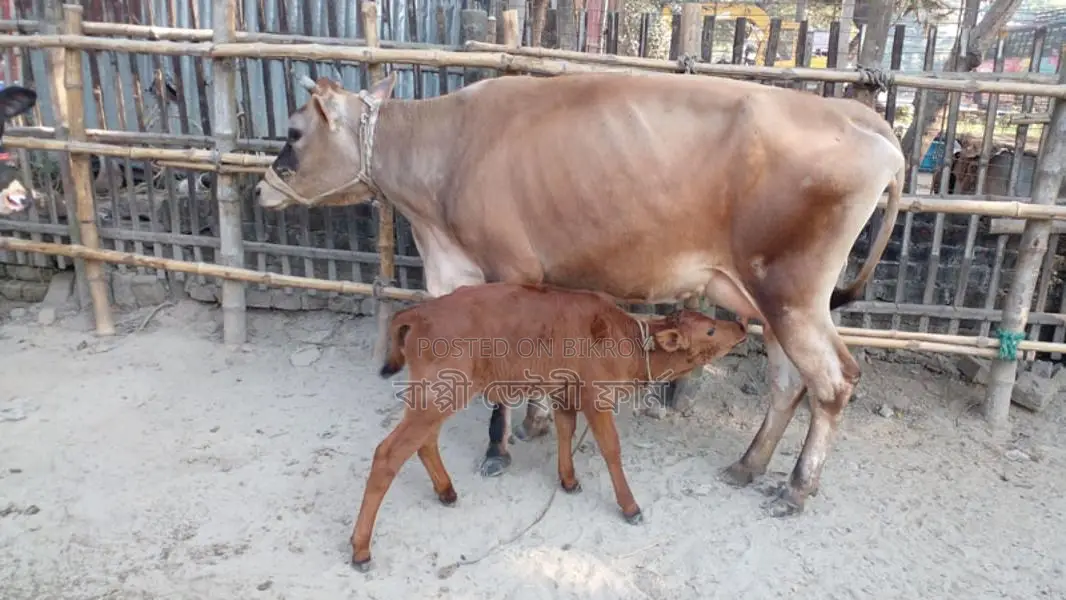 Cow No. 1088 - Buy Jersey Breed