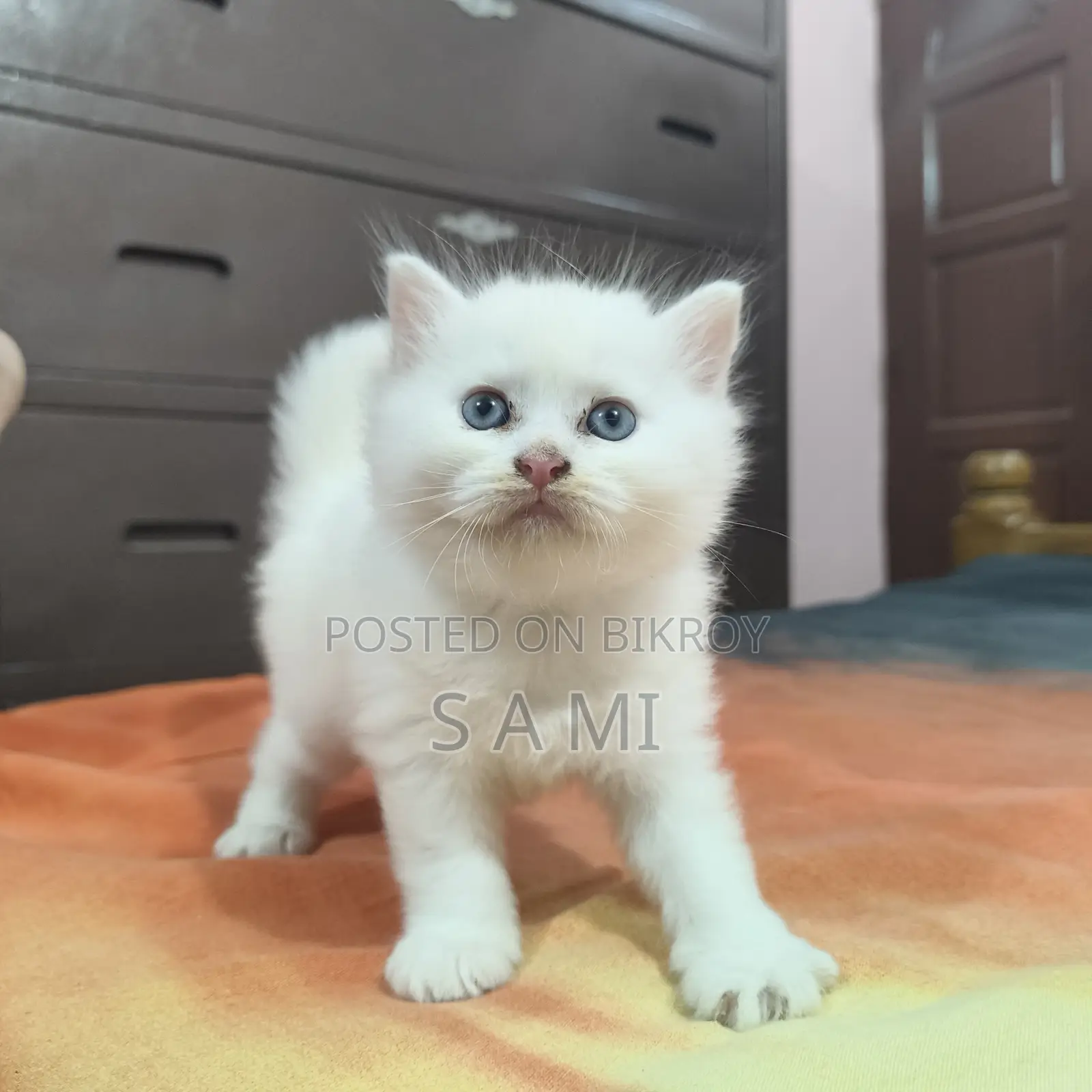 Male And Female Persian Cat