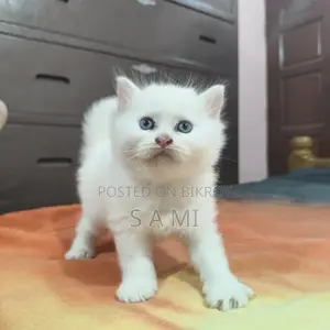 মেল এবং ফিমেল পার্সিয়ান বিড়াল