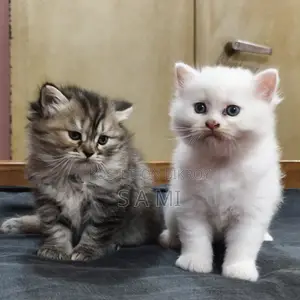 Male And Female Persian Cat