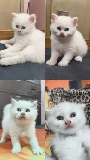 Male And Female Persian Cat