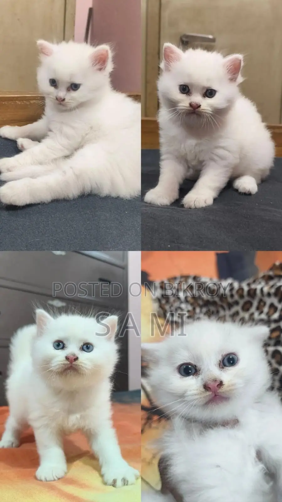 Male And Female Persian Cat