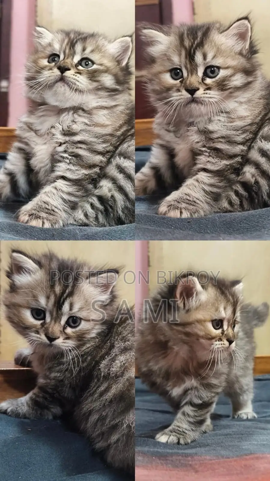Male And Female Persian Cat