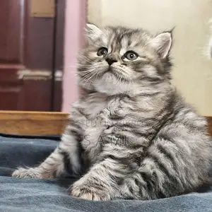 Male And Female Persian Cat