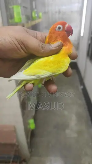 2 Running Lovebirds (Male)