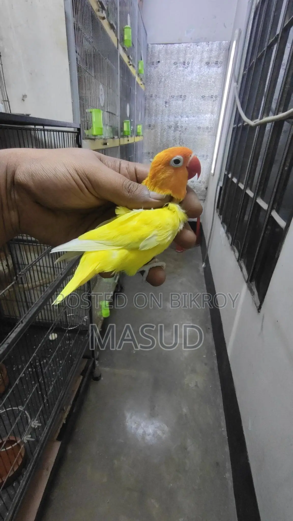 2 Running Lovebirds (Male)