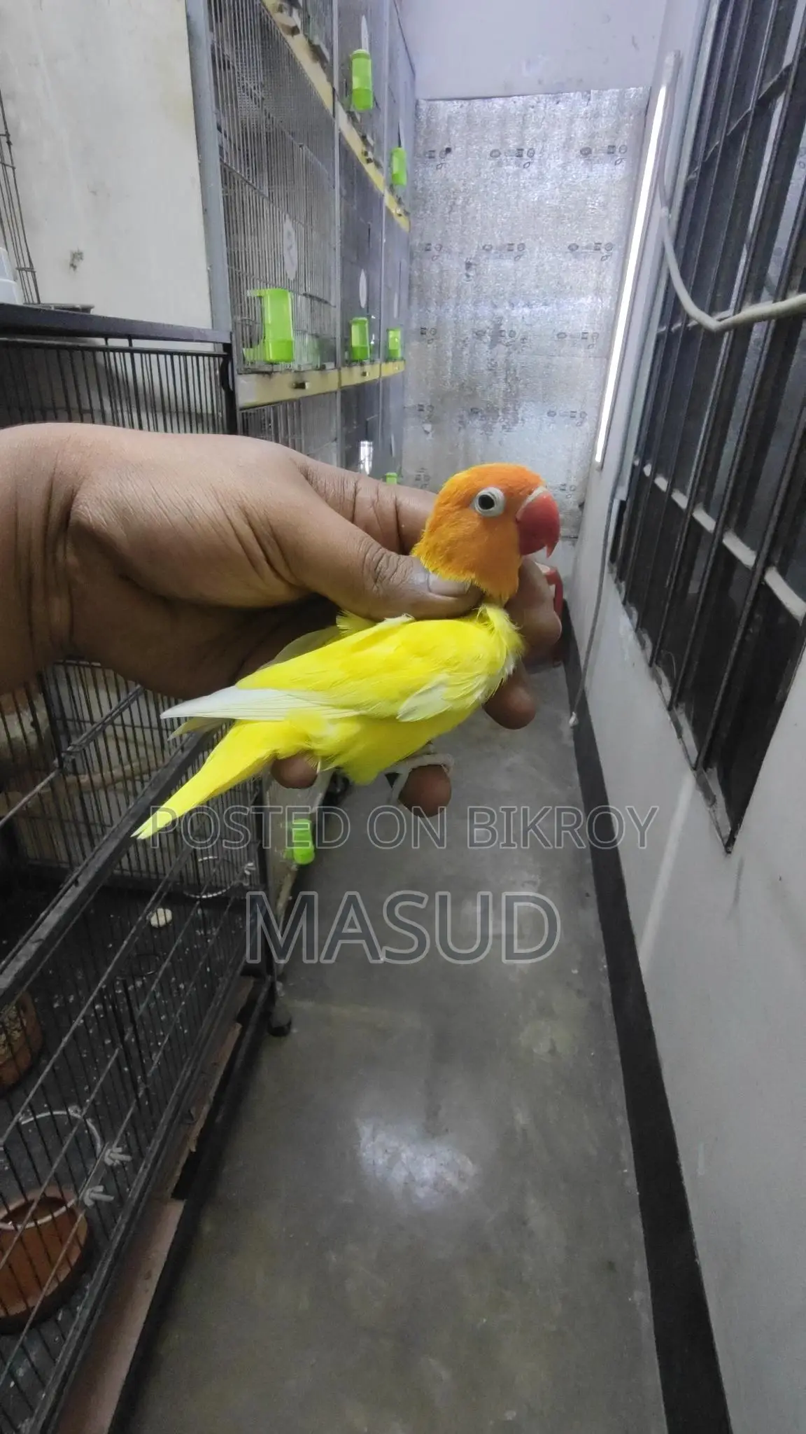2 Running Lovebirds (Male)