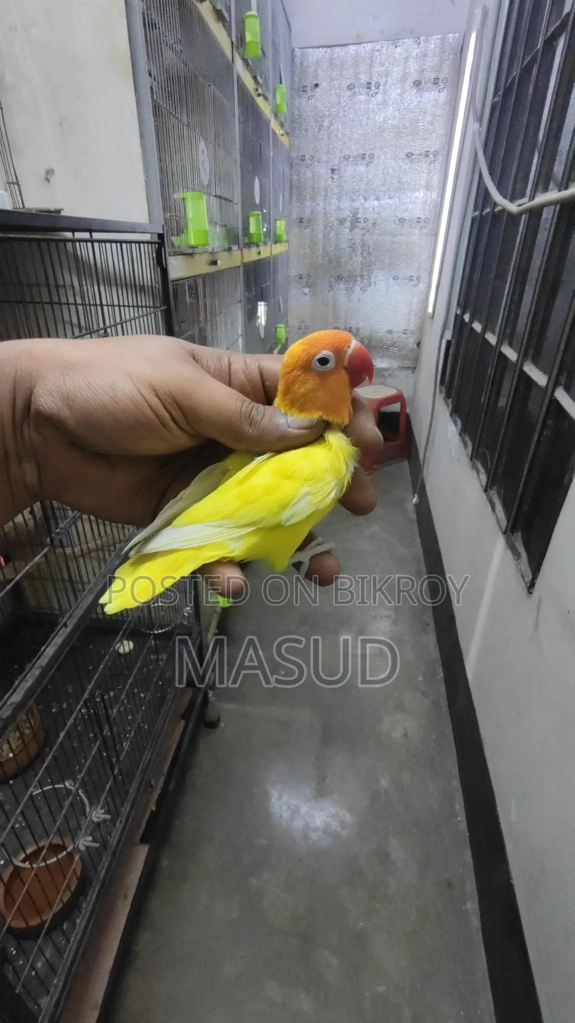 2 Running Lovebirds (Male)