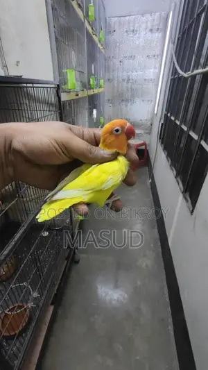 2 Running Lovebirds (Male)