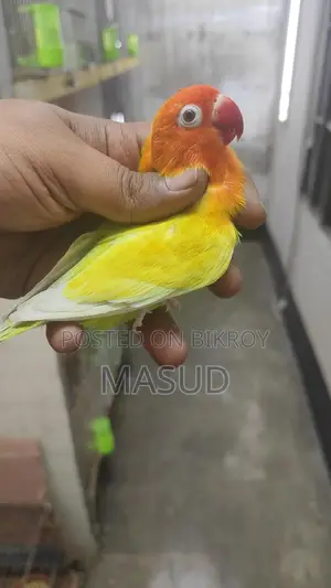 2 Running Lovebirds (Male)