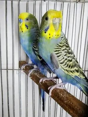 GF DF Violet Normal Budgie