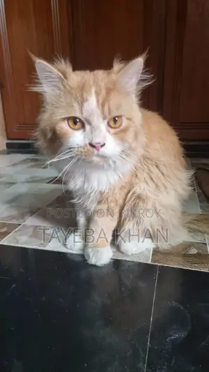 1+ year Male Purebred Persian