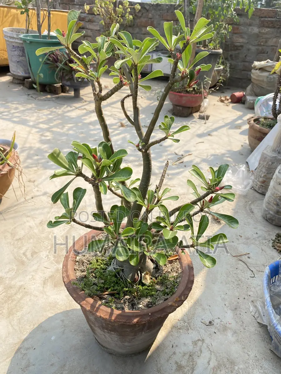 Adenium