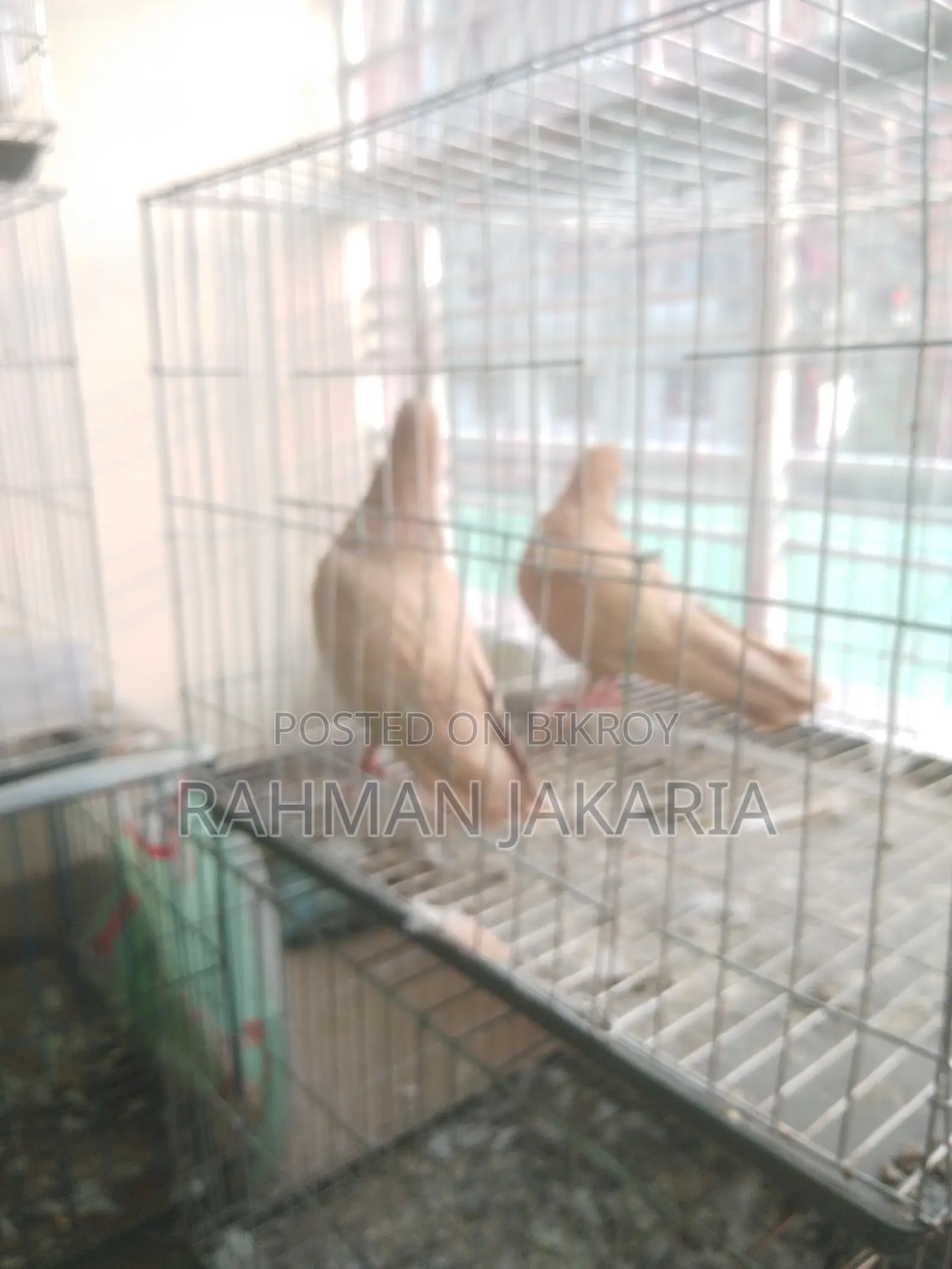 Pigeons for Sale