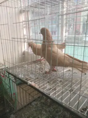 Pigeons for Sale
