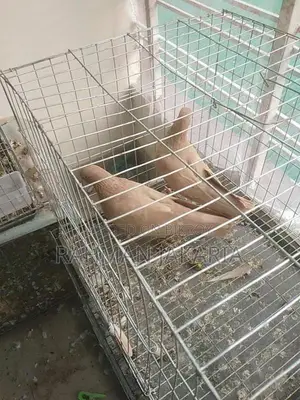 Pigeons for Sale
