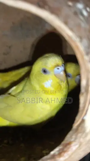 Running Lutino Budgies with Cage
