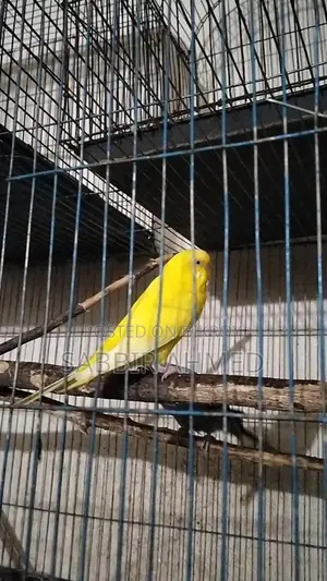 Running Lutino Budgies with Cage