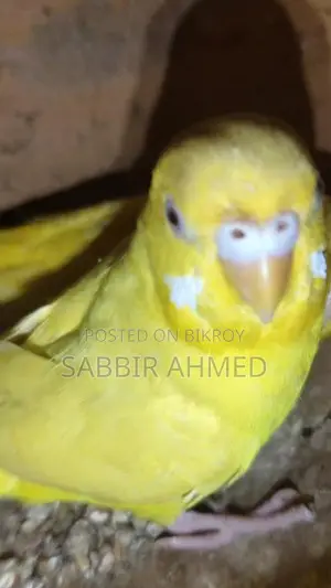 Running Lutino Budgies with Cage