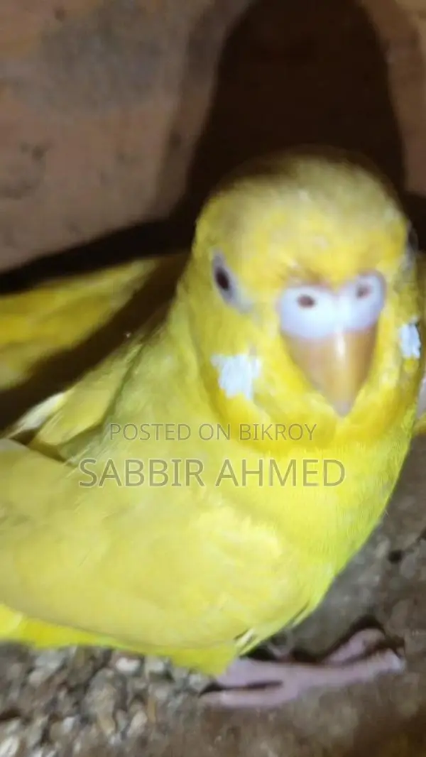 Running Lutino Budgies with Cage