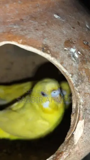 Running Lutino Budgies with Cage