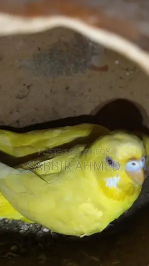 Running Lutino Budgies with Cage