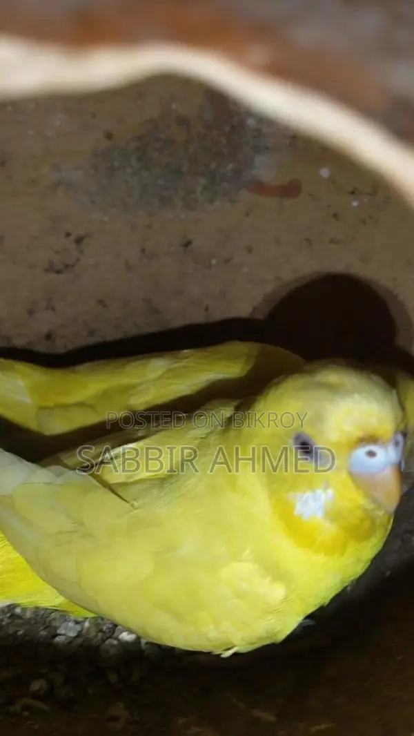 Running Lutino Budgies with Cage