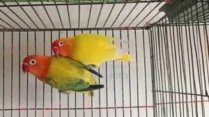 Love Birds