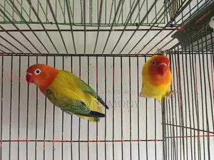 লাভ বার্ড